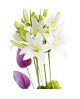Gerbera and Vanda Orchid Arrangement